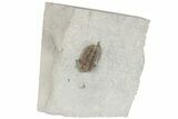 Fossil Trilobite (Calymene breviceps) - Waldron Shale #198717-1
